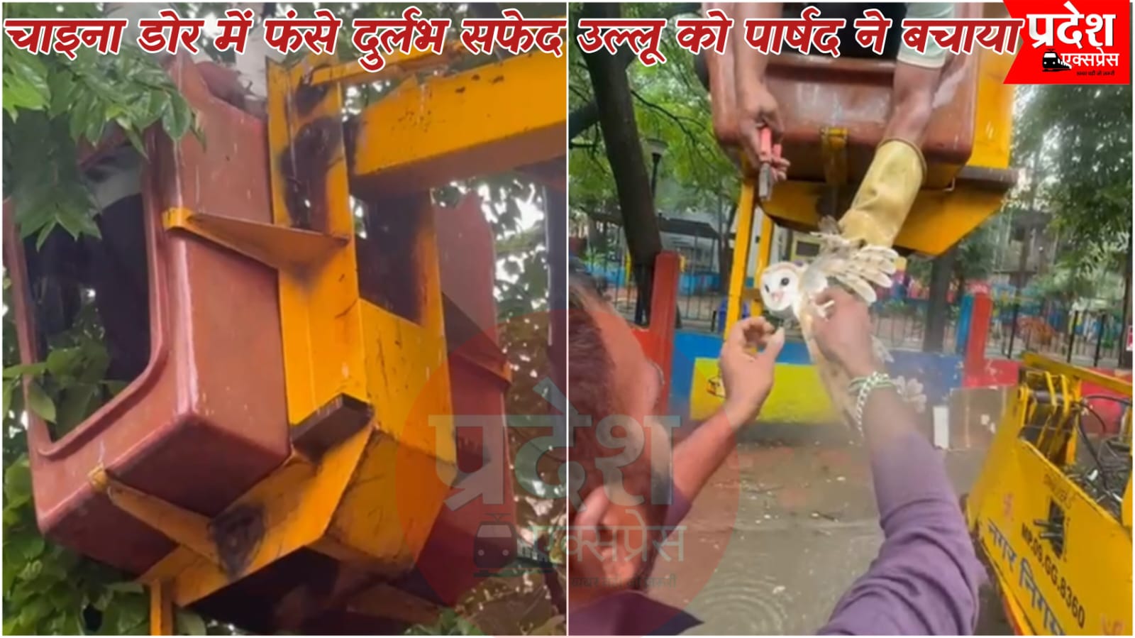 भाजपा पार्षद की सजगता से चाइना डोर में फंसे दुर्लभ सफेद उल्लू की जान बची