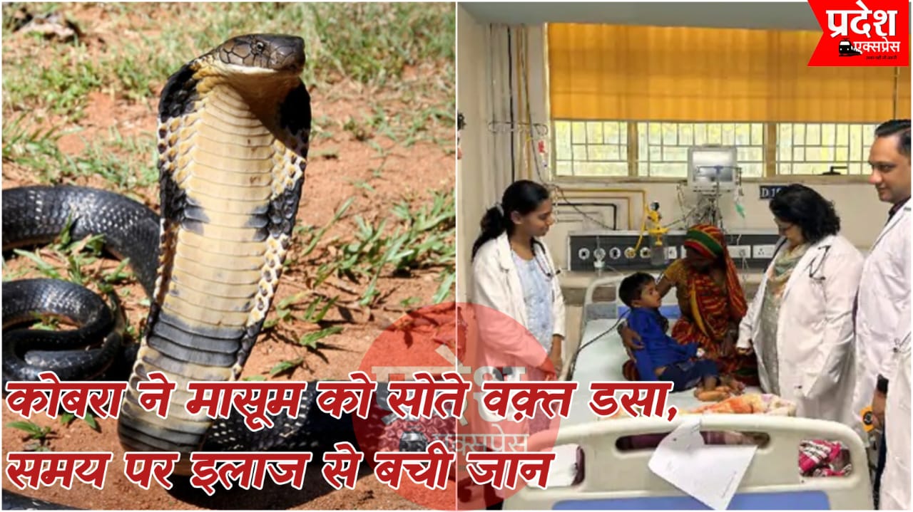 सोते मासूम को कोबरा ने डसा, समय पर अस्पताल पहुंचाया तो बची जान; डॉक्टर बोले—झाड़-फूंक कराते तो नहीं बचता बच्चा