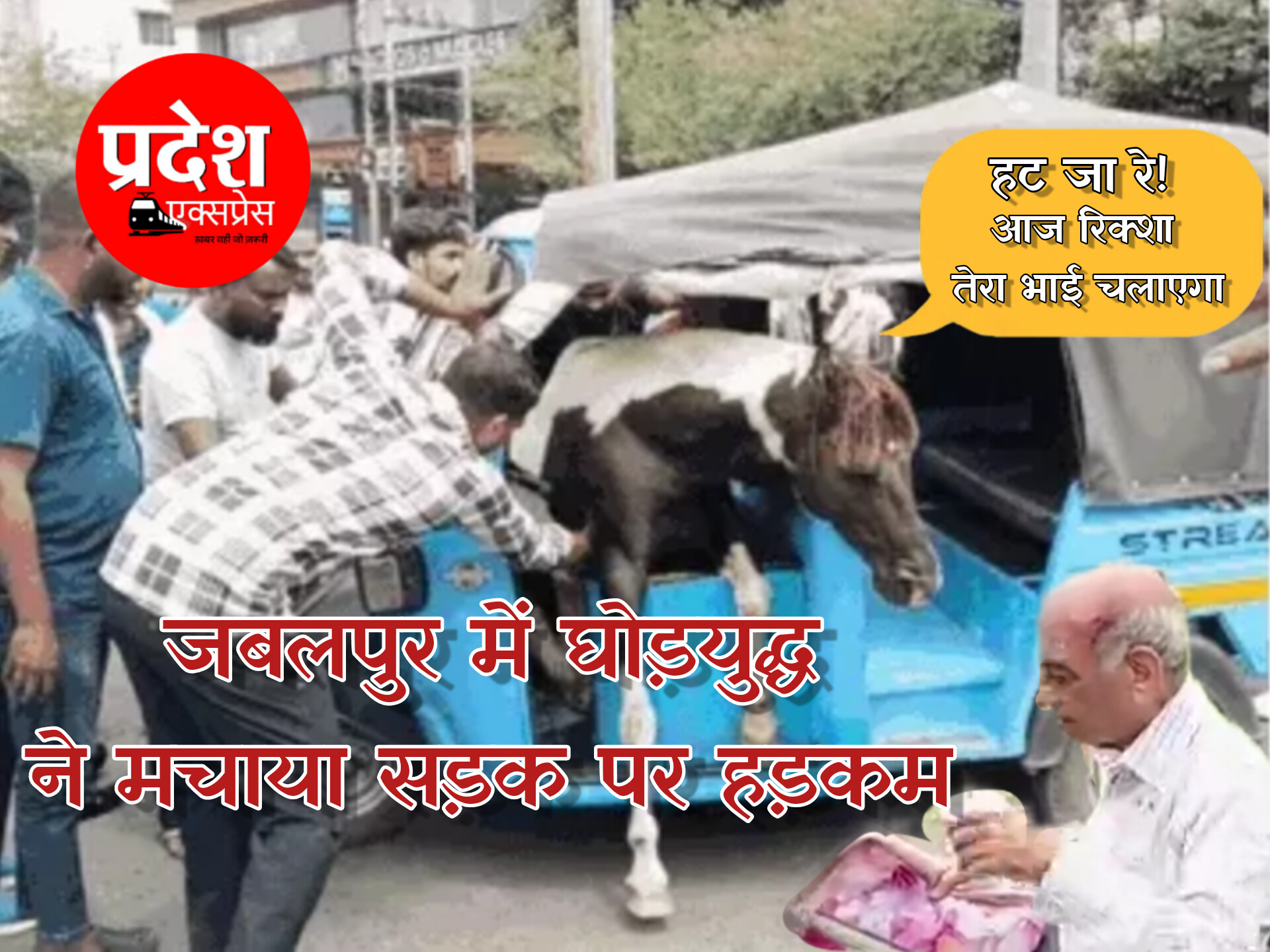 जबलपुर में घोड़ों का हाईवोल्टेज ड्रामा: शोरूम में मचाई तबाही, ई-रिक्शा में घुसकर दो को किया घायल