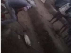 भिंड में कछुए को कुल्हाड़ी से काटकर मांस खाने का मामला : तीन आरोपियों पर केस दर्ज, वन विभाग की दबिश के बाद भी फरार
